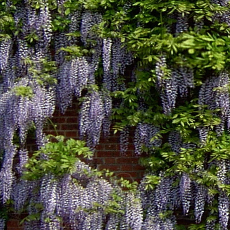 Wisteria sinensis 'Prolific'