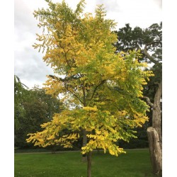 Gymnocladus dioica