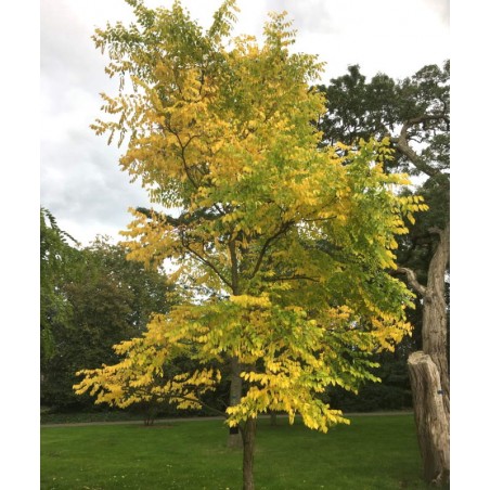 Gymnocladus dioica Gymnocladus dioica