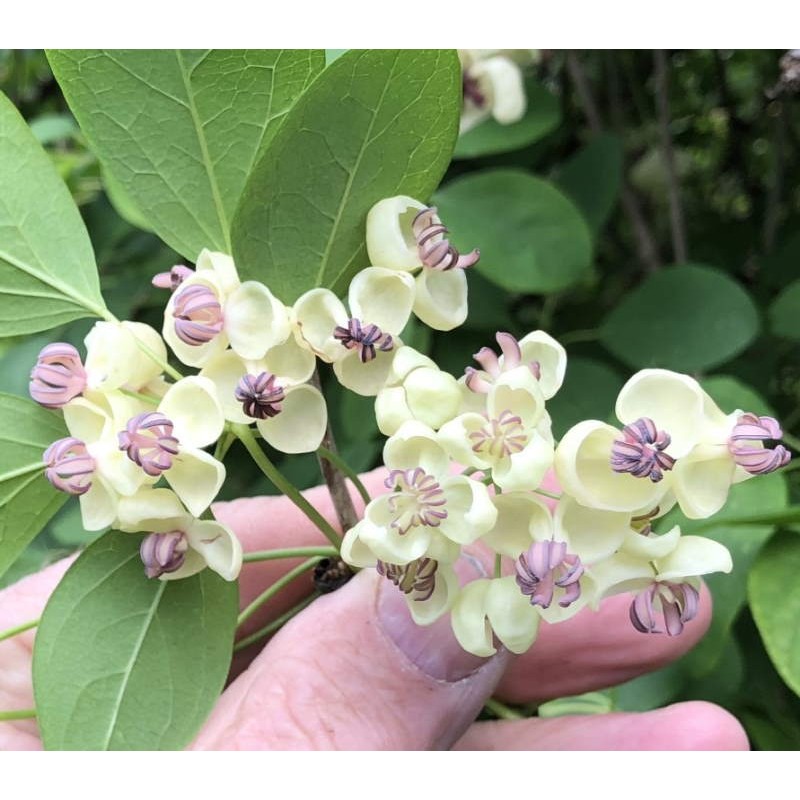 Akebia quinata 'Alba' - late spring flowers