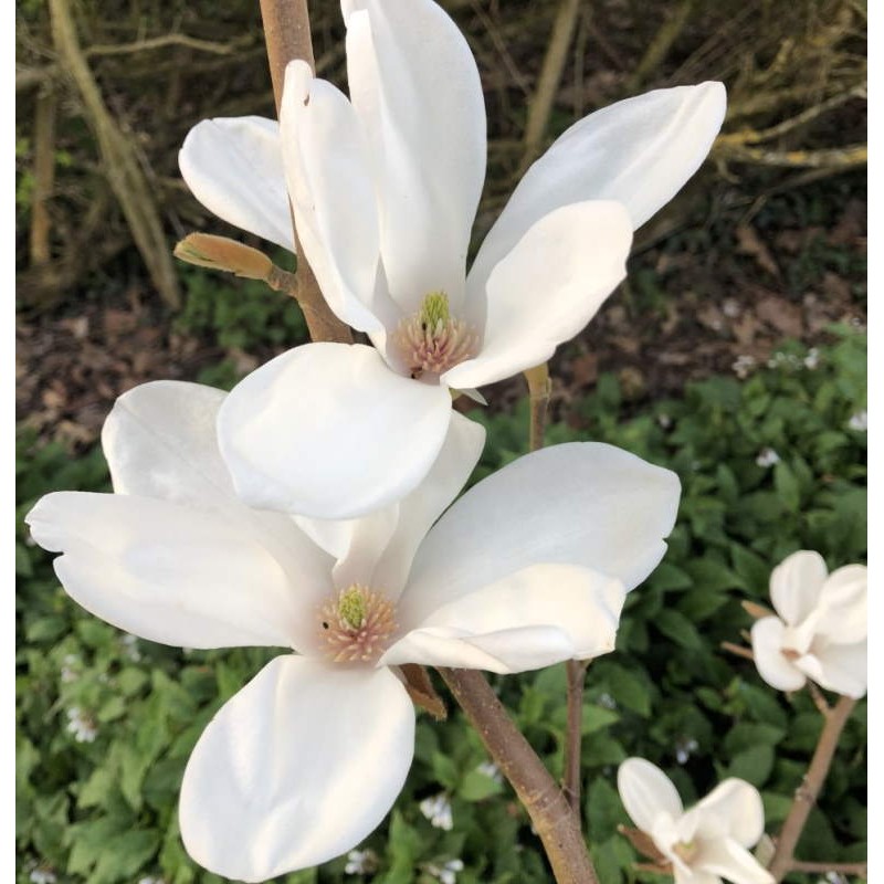 Magnolia 'Pegasus'