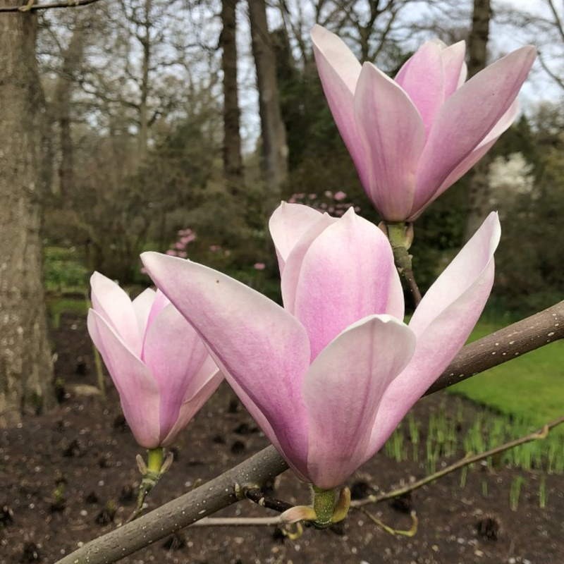 Magnolia x 'Heaven Scent' Magnolia x 'Heaven Scent'