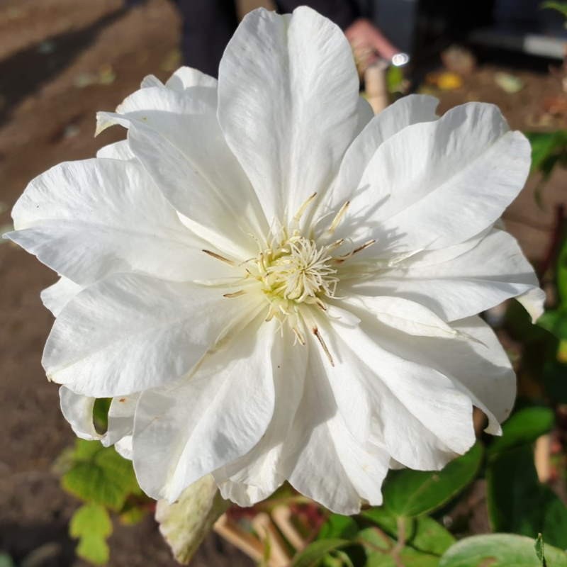 Clematis 'Maria Sklodowska-curie' Clematis 'Maria Sklodowska-curie'