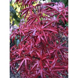 Acer palmatum 'Starfish' - autumn colours