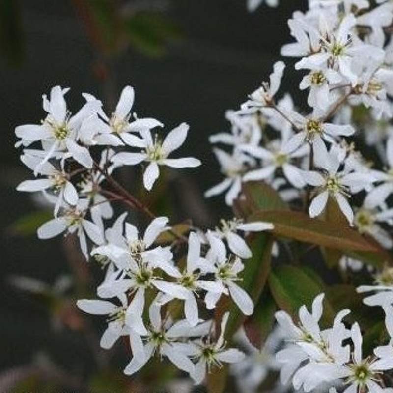 Amelanchier lamarckii - spring flowers