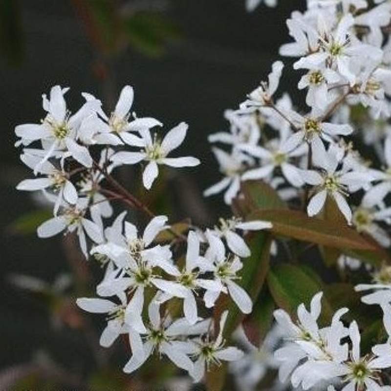Amelanchier lamarckii - spring flowers Amelanchier lamarckii - spring flowers