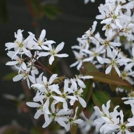 Amelanchier lamarckii - spring flowers Amelanchier lamarckii - spring flowers