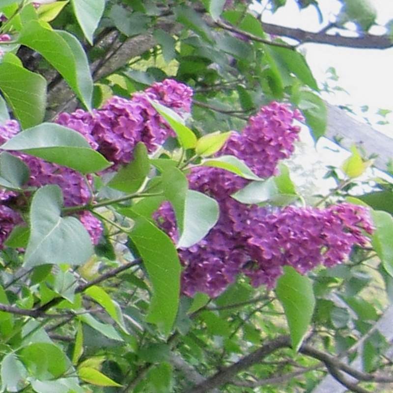 Syringa vulgaris 'Andenken an Ludwig Spath'