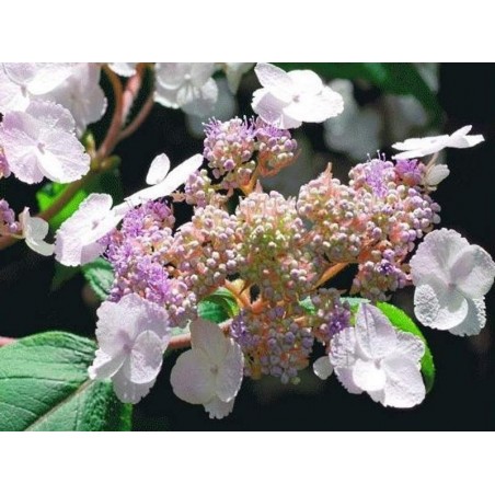Hydrangea aspera 'Mauvette' - summer flowers Hydrangea aspera 'Mauvette' - summer flowers