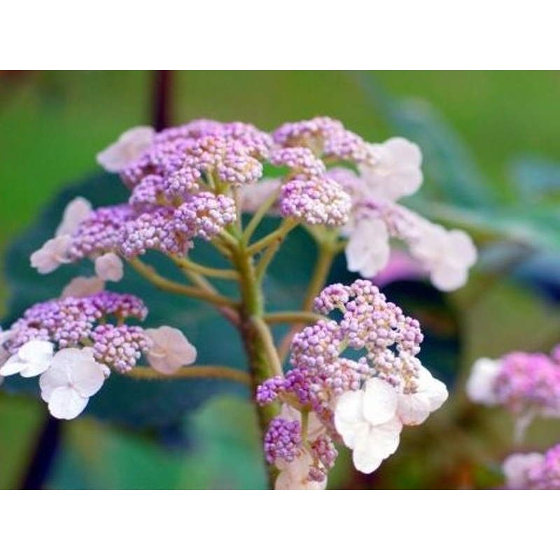 Hydrangea aspera 'Villosa' - summer flowers