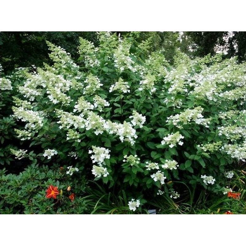 Hydrangea paniculata 'Greenspire' - summer flowers