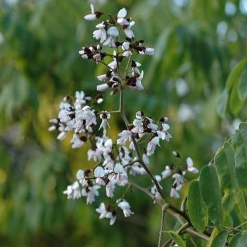 Cladrastis sinensis - summer flowers