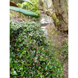 Hedera helix 'Minima' - climbing over an old stump