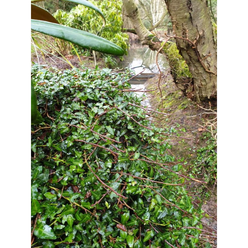 Hedera helix 'Minima' - climbing over an old stump