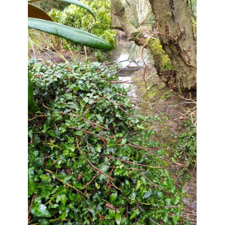 Hedera helix 'Minima' - climbing over an old stump Hedera helix 'Minima' - climbing over an old stump