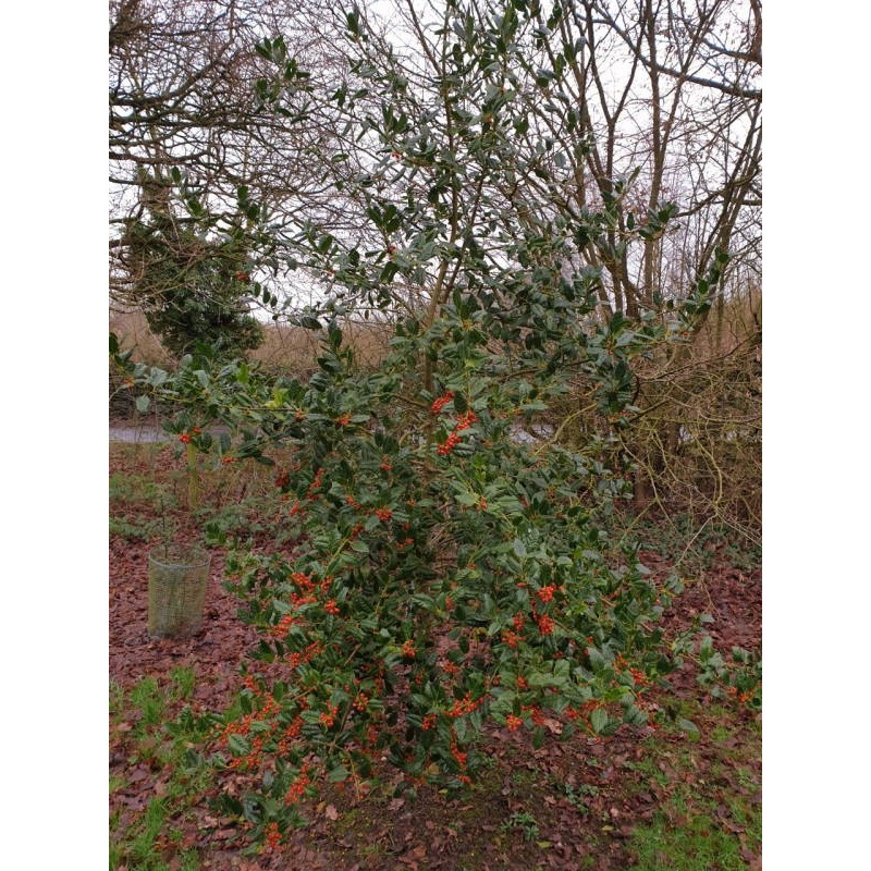 Ilex x 'Nellie R Stevens' - established plant