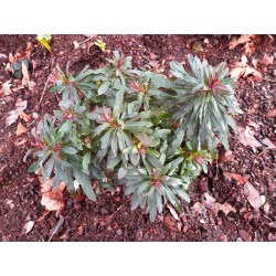 Euphorbia amygdaloides 'Purpurea' - established plant in early January