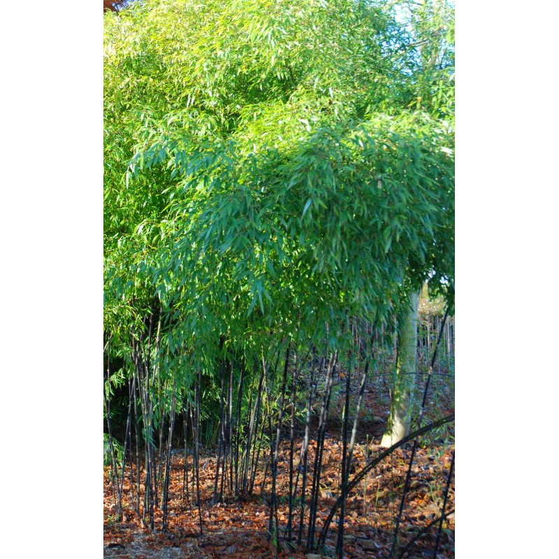 Phyllostachys nigra - established specimen