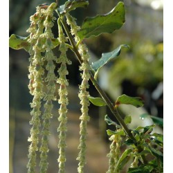 Garrya elliptica 'James Roof' - catkins close up