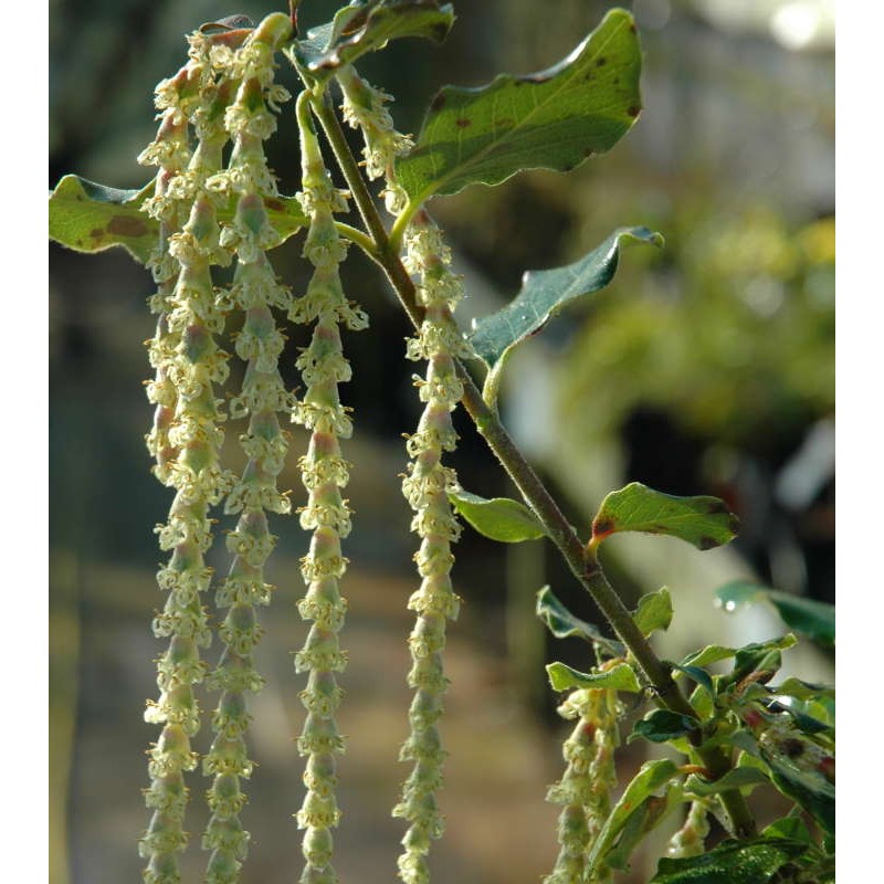 Garrya elliptica 'James Roof' - catkins close up