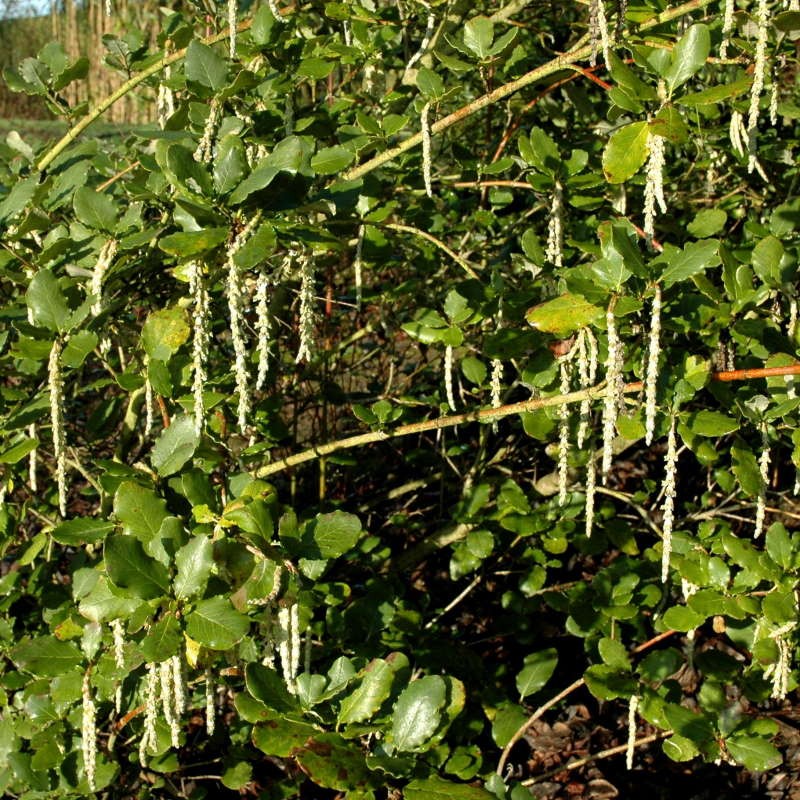 Garrya elliptica 'James Roof' - established plant