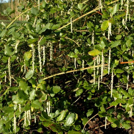 Garrya elliptica 'James Roof' - established plant