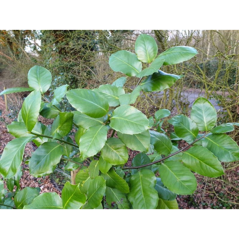 Ilex perado subsp 'Platyphylla' - leaves in winter Ilex perado subsp 'Platyphylla' - leaves in winter
