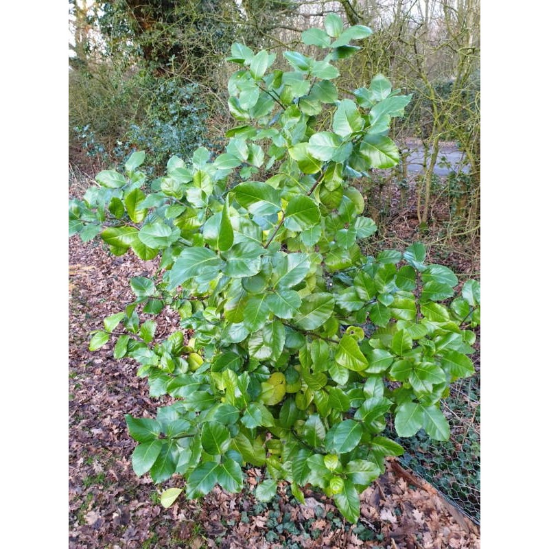 Ilex perado subsp 'Platyphylla' - 5 - 6 year old, specimen plant (approx 6 - 7 ft tall)