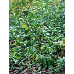 Euonymus fortunei var coloratus - grown as ground cover