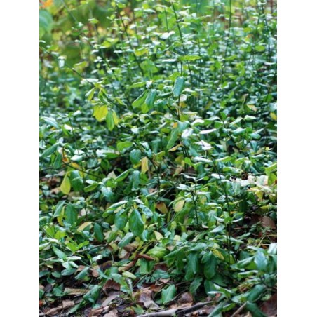 Euonymus fortunei var coloratus - grown as ground cover