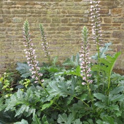 Acanthus spinosus - summer flowers