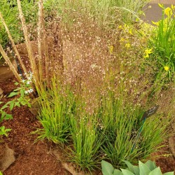 Briza media - in flower