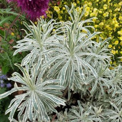 Euphorbia cyparissias 'Tasmanian Tiger' - established plant in summer