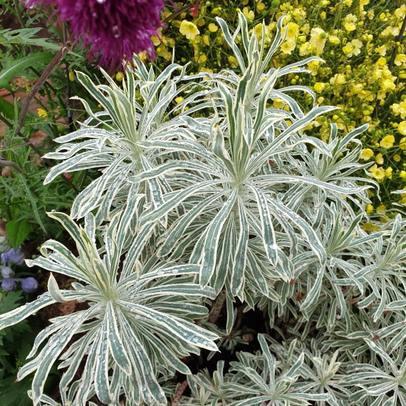 Euphorbia cyparissias 'Tasmanian Tiger' - established plant in summer Euphorbia cyparissias 'Tasmanian Tiger' - established plant in summer