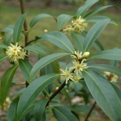 Illicium simonsii - flowering in summer