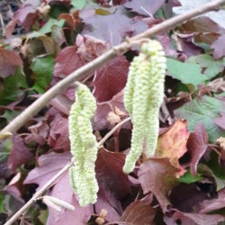 Corylus avellana 'Anaconda' - young catkins