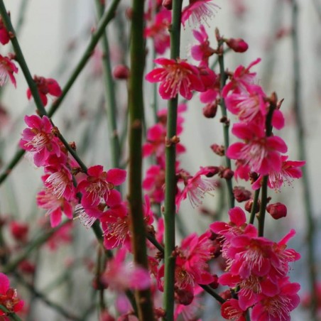 Prunus mume 'Beni-Chidori' - spring flowers