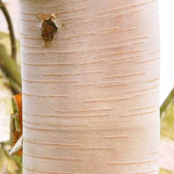 Betula utilis 'Jermyns' - close up of bark