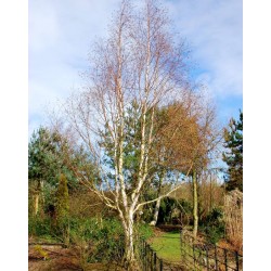 Betula utilis 'Jermyns' - established tree