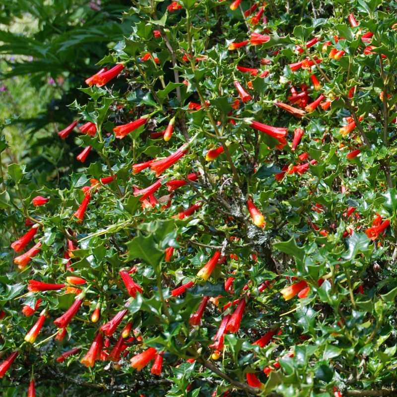 Desfontainia spinosa - late summer flowers