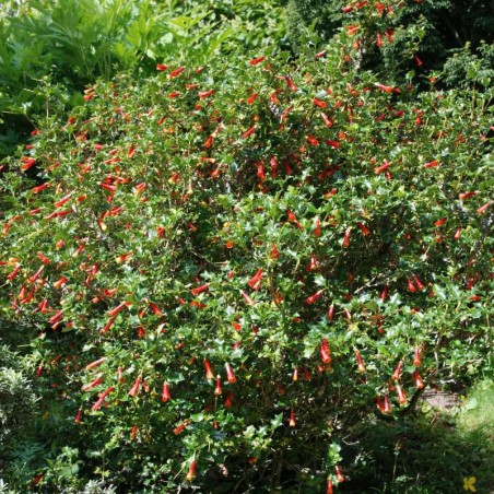 Desfontainia spinosa - established shrub
