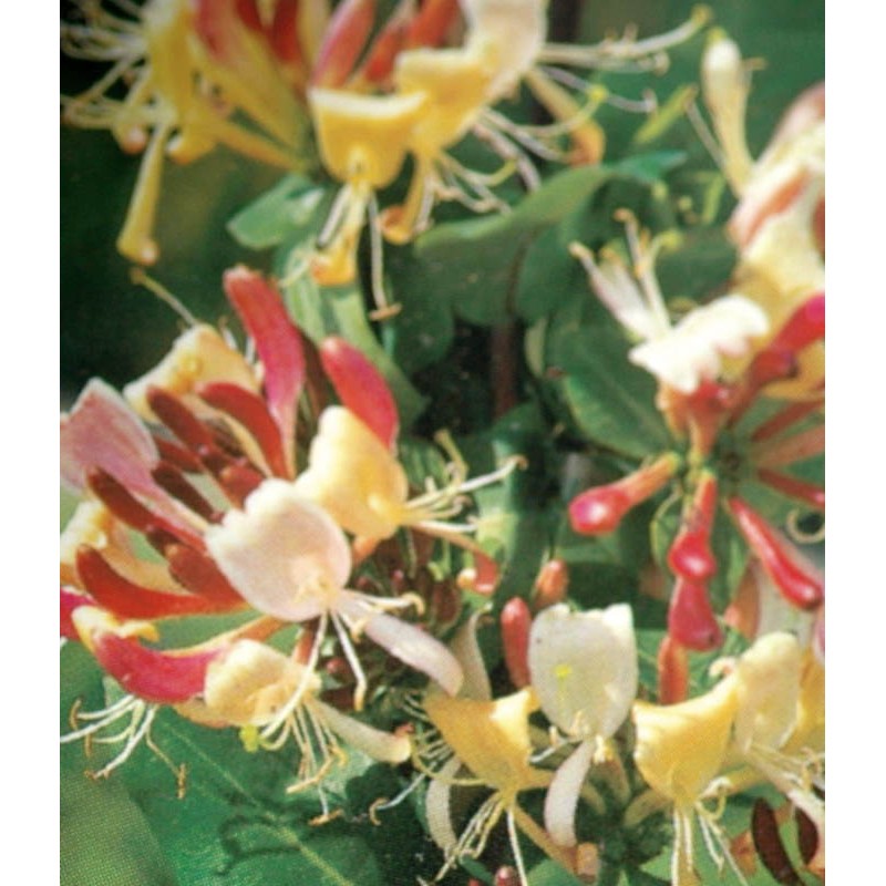 Lonicera periclymenum 'Belgica'