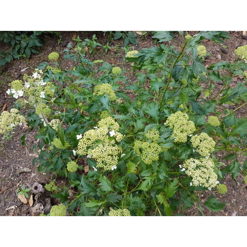 Hydrangea arborescens 'Emerald Lace' - cut leaves and summer flowers