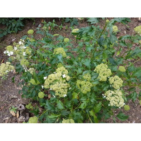 Hydrangea arborescens 'Emerald Lace' - cut leaves and summer flowers Hydrangea arborescens 'Emerald Lace' - cut leaves and summer flowers