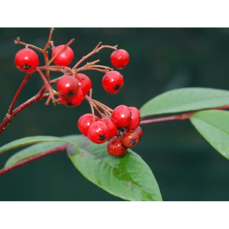 Cotoneaster frigidus 'Cornubia' - autumn berries