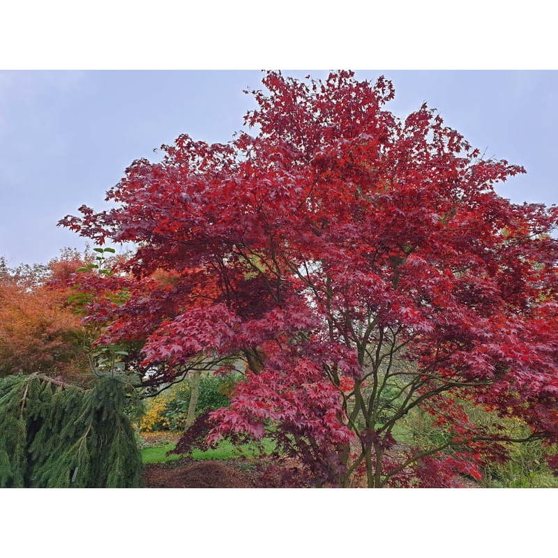 Acer palmatum 'Bloodgood' - leaves starting to turn red for autumn in early October Acer palmatum 'Bloodgood' - leaves starting to turn red for autumn in early October