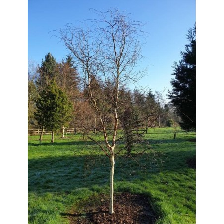 Betula pendula 'Spider Alley' - 6 year old tree in winter Betula pendula 'Spider Alley' - 6 year old tree in winter