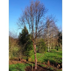 Betula utilis 'Wakehurst Place Chocolate' - approx 10 year old tree in winter