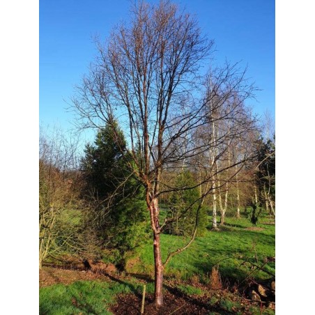 Betula utilis 'Wakehurst Place Chocolate' - approx 10 year old tree in winter