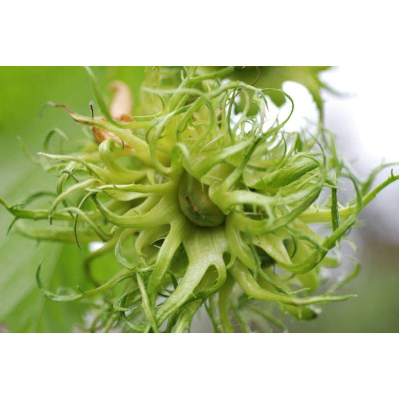 Corylus colurna - close up of nut